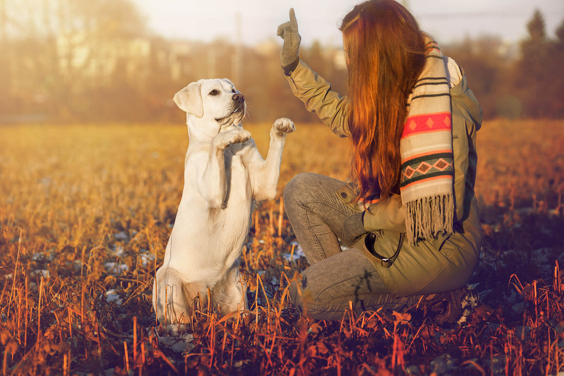 How to Train a Puppy Using Positive Reinforcement