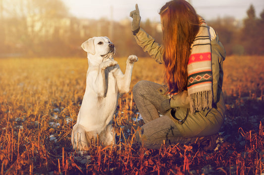 How to Train a Puppy Using Positive Reinforcement