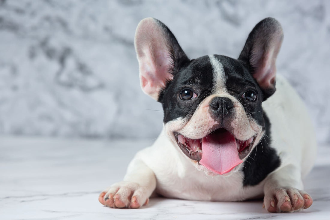 Fun Ways to Get to Know Your Dog Better