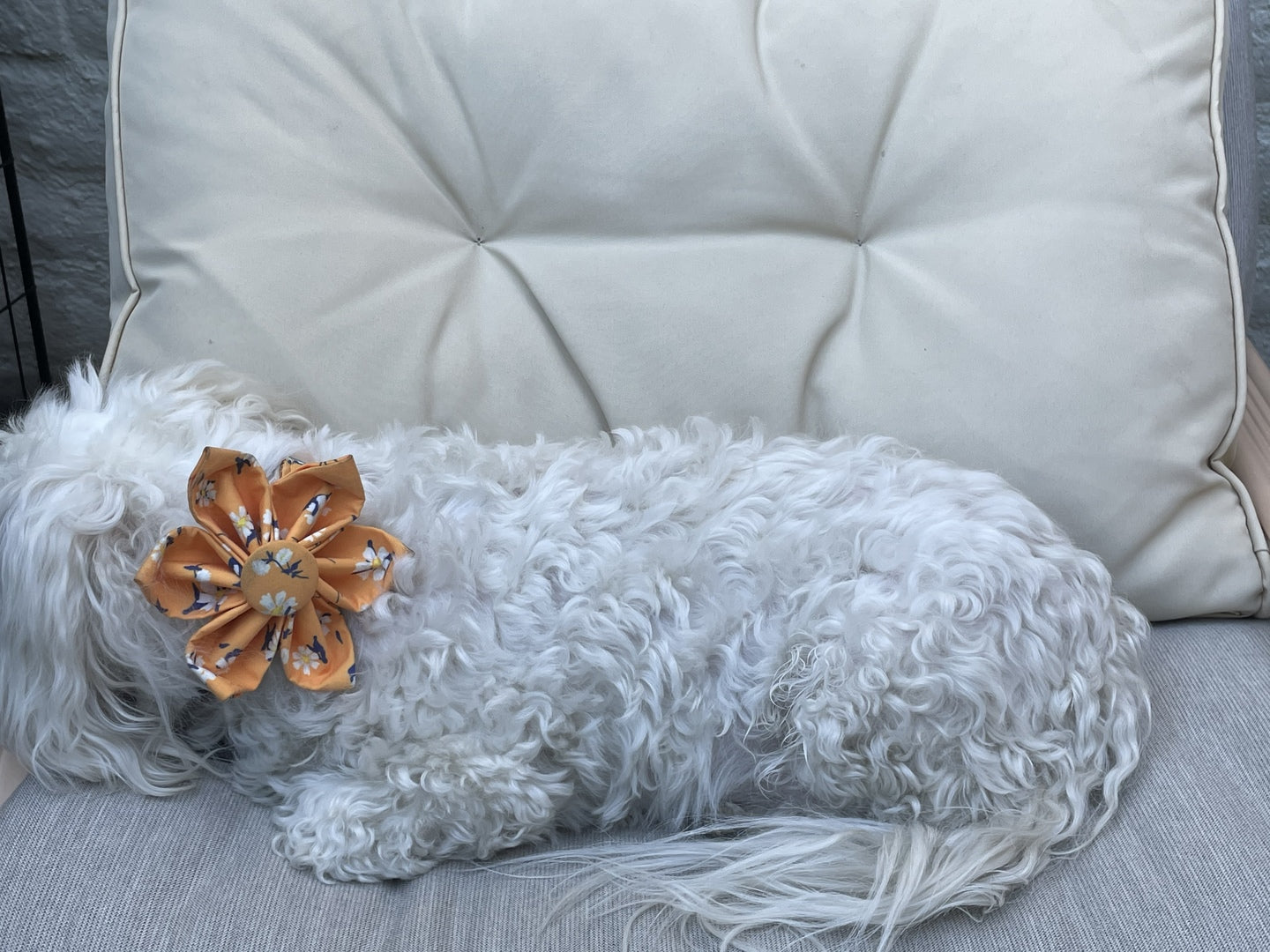 dog collars with flower attachment