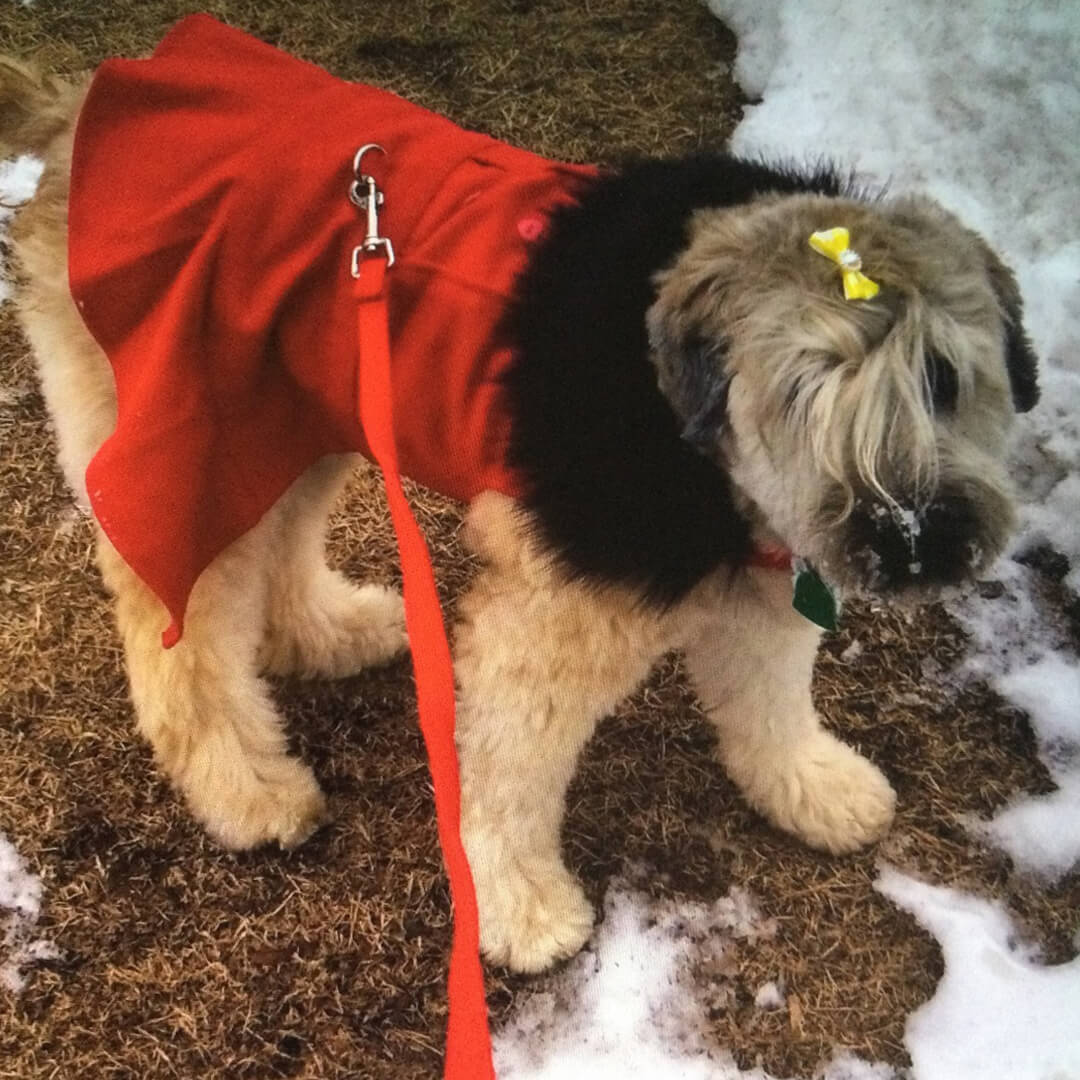 Doggie Coats for Fall and Winter