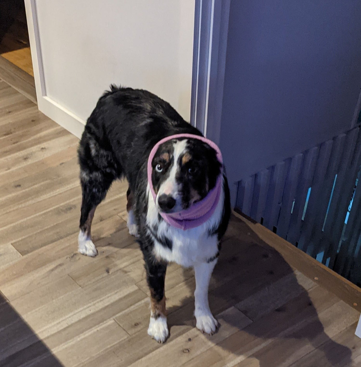 Aussie wearing a pink snoodie