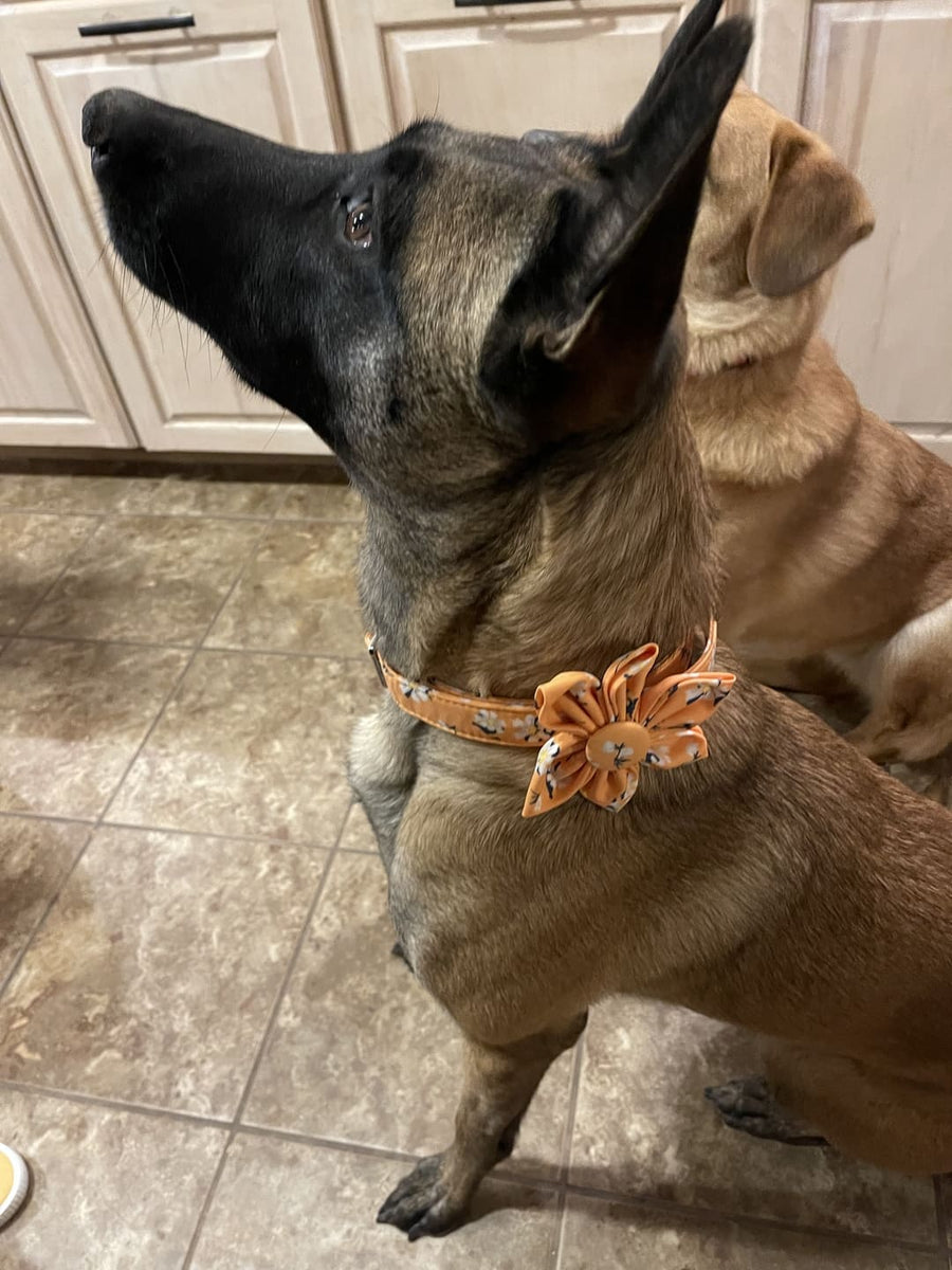 Apricot Daisy Dog Flower Collar