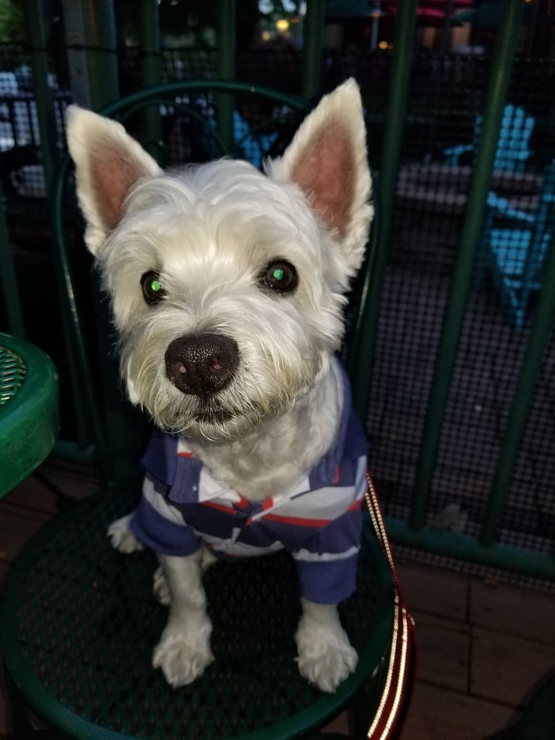 Patriotic Pooch Dog Polo Shirt