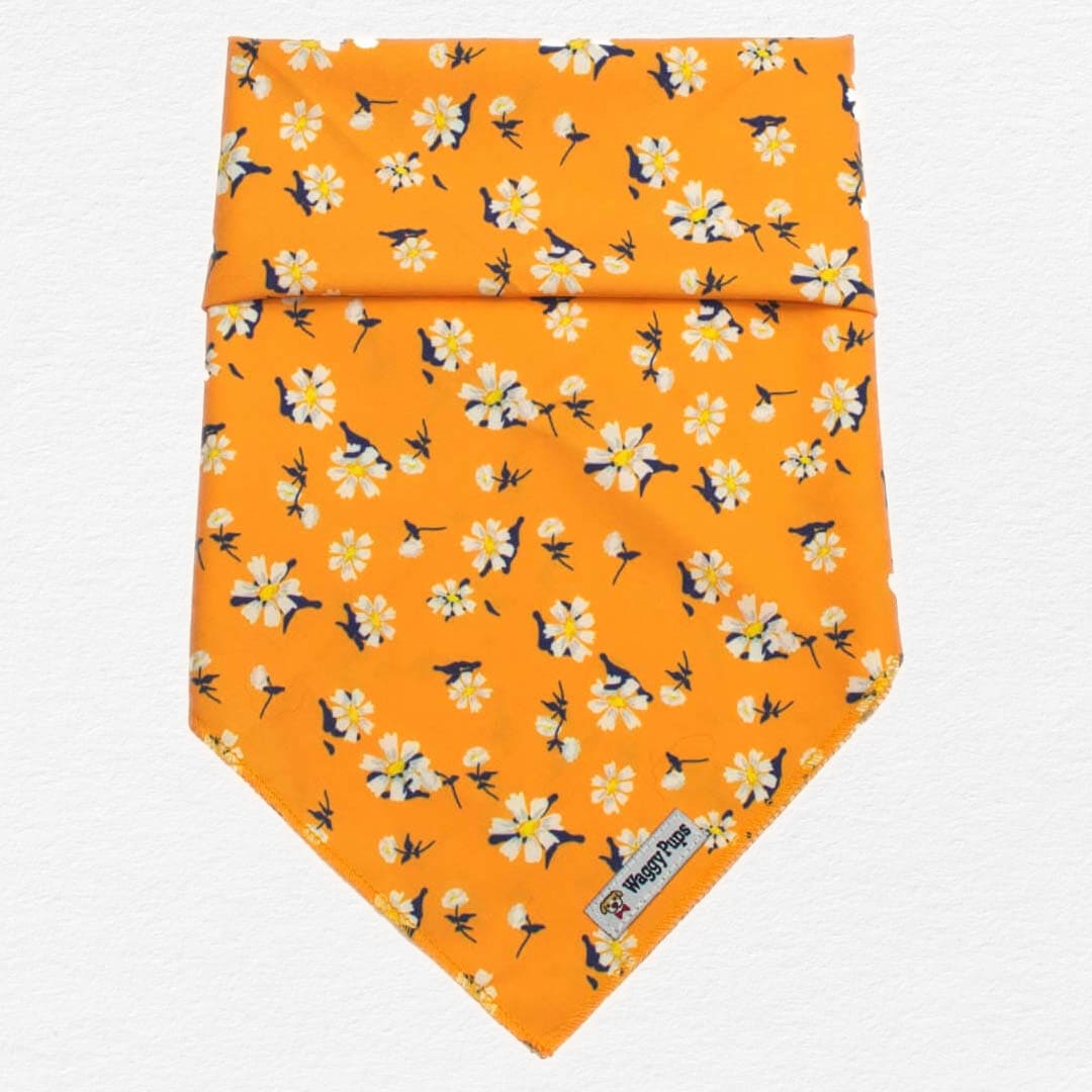 Apricot Daisy Dog Bandana