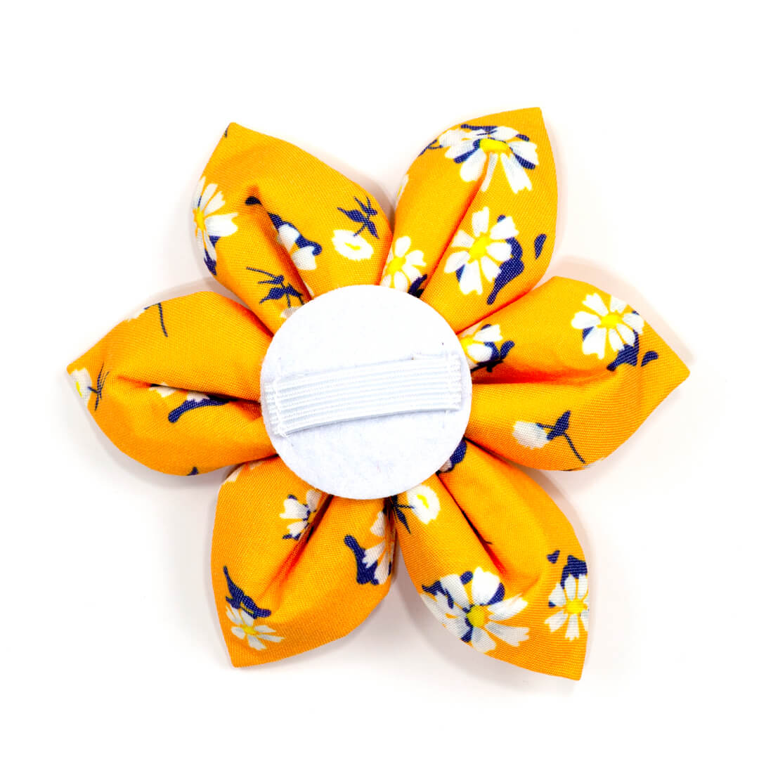 Apricot Daisy Dog Flower - Waggy Pups