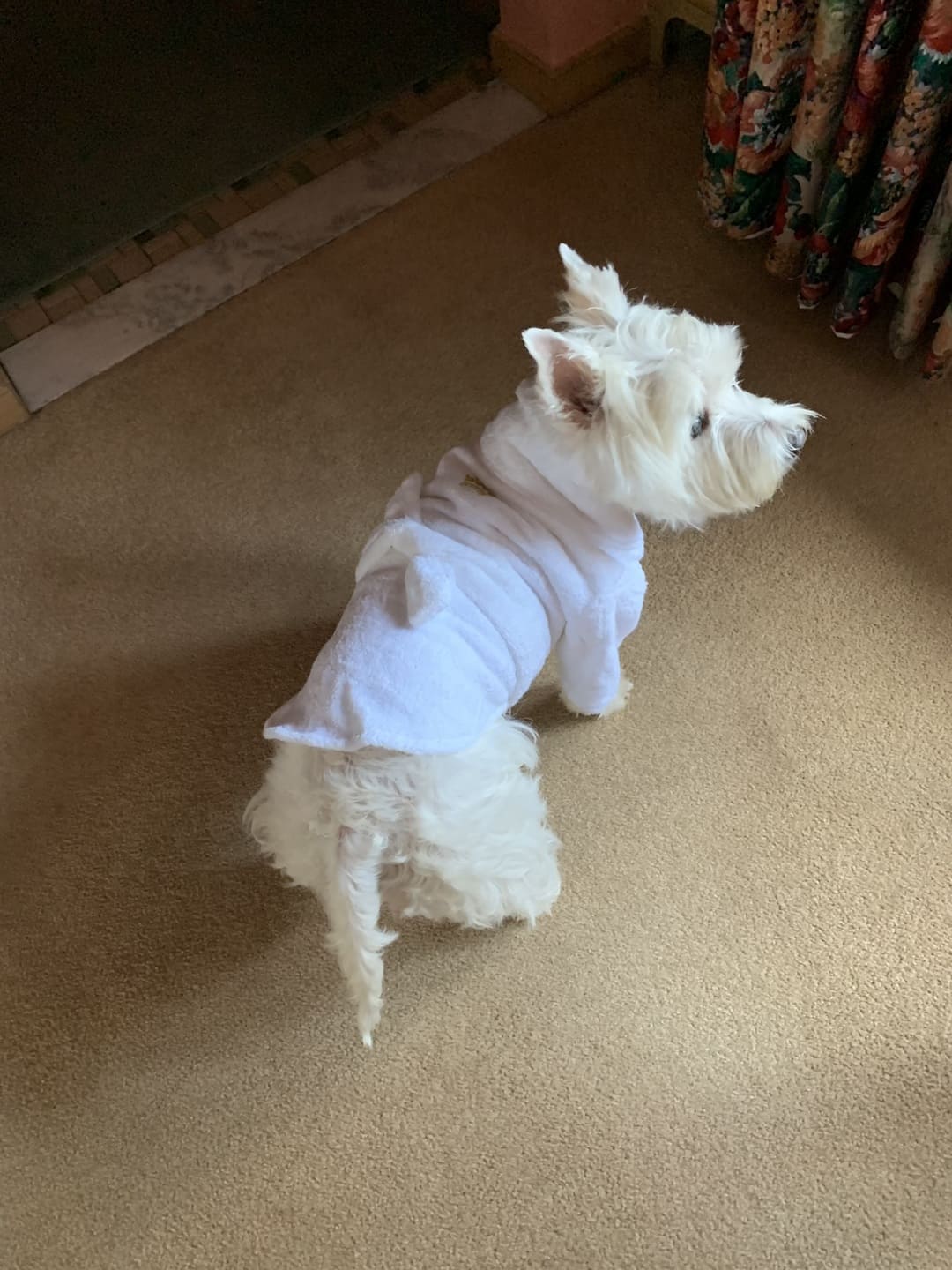 Gold Crown Cotton Dog Bathrobe