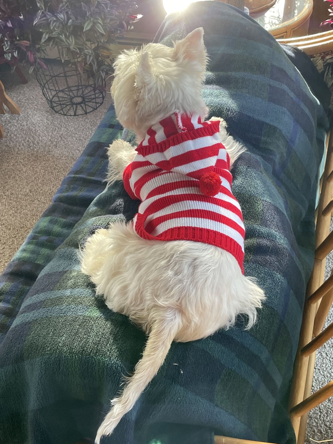 Guinevere Red and White Stripe Dog Sweater