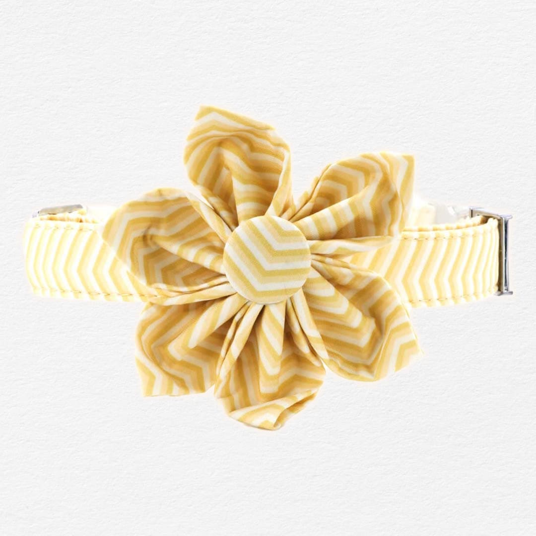 Butterscotch Chevron Dog Flower Collar