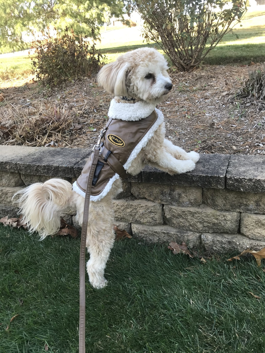 Co-Pilot Classic Bomber Dog Coat