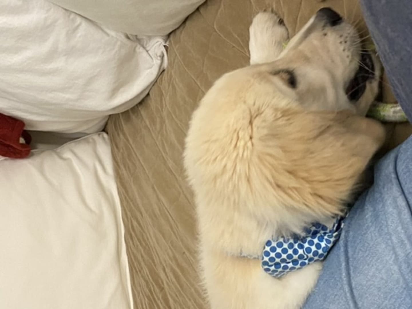 Berry Polka Dot Dog Bow Tie Collar