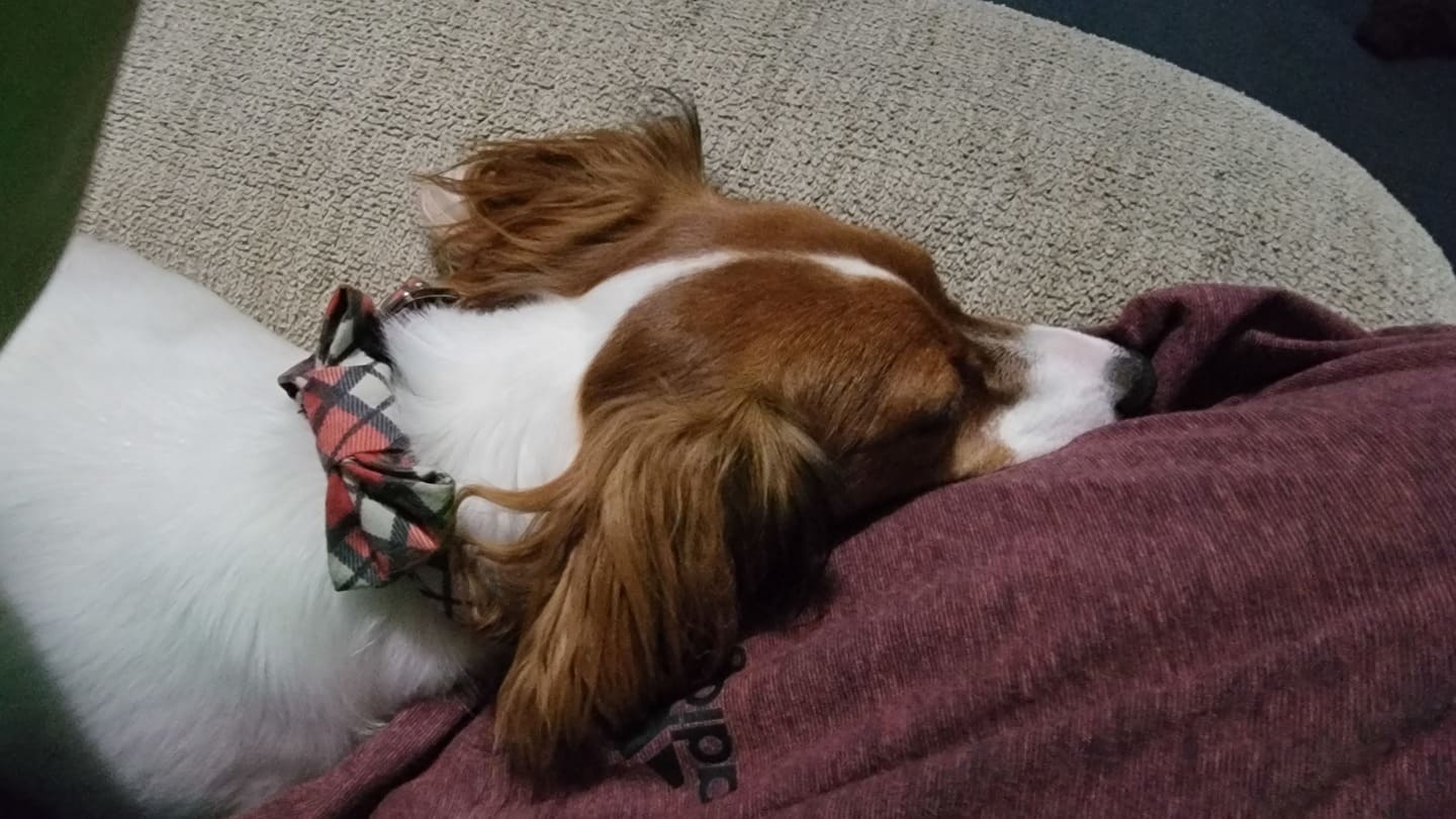 Cranberry Plaid Dog Bow Tie Collar