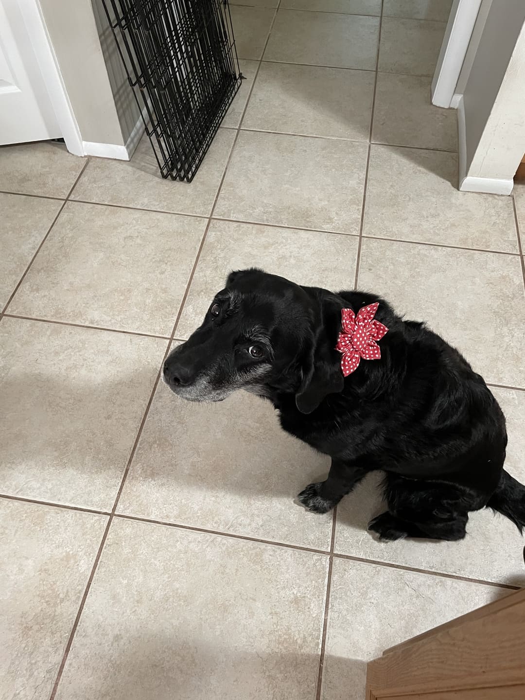 Ruby Polka Dot Dog Flower Collar
