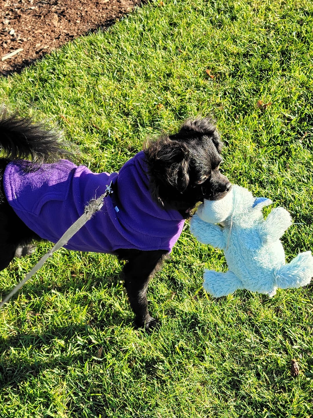Dogonet Purple Fleece Dog Hoodie