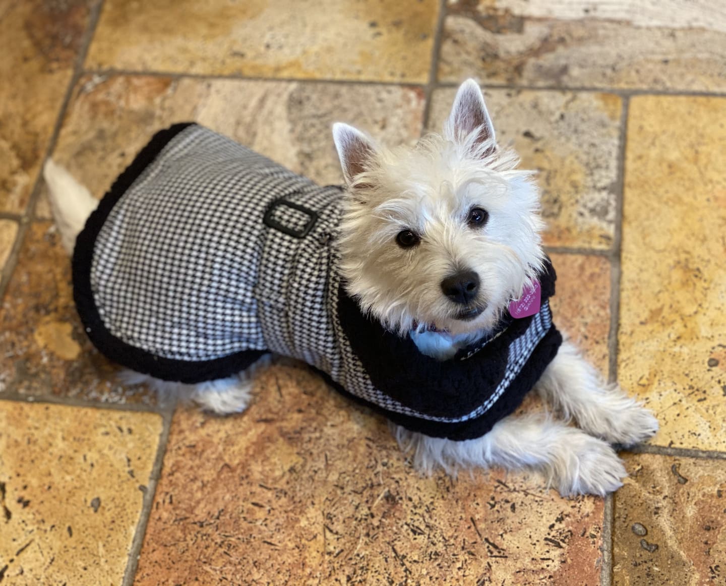 Black and White Houndstooth Dog Harness Coat