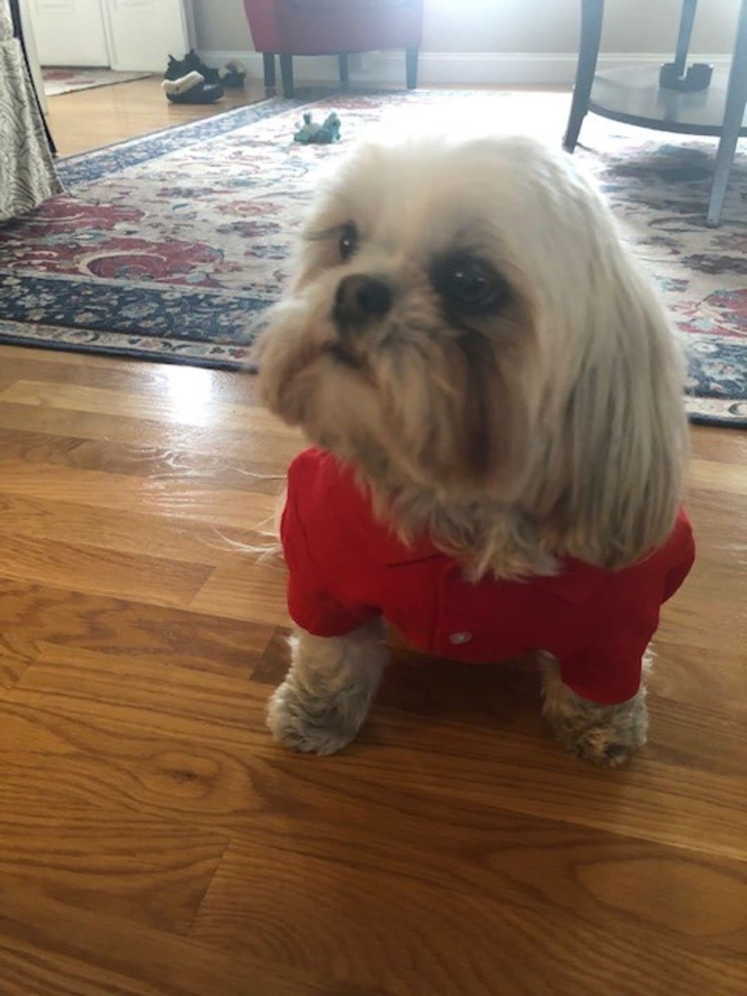 Tomato Red Dog Polo Shirt