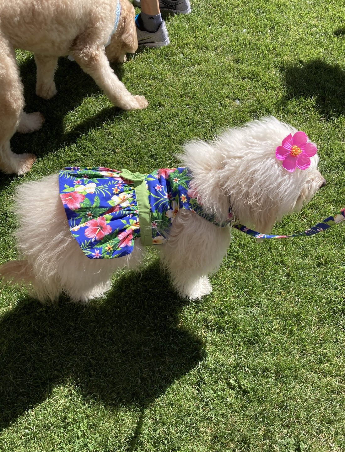 Blue Hibiscus Dog Dress with Matching Leash
