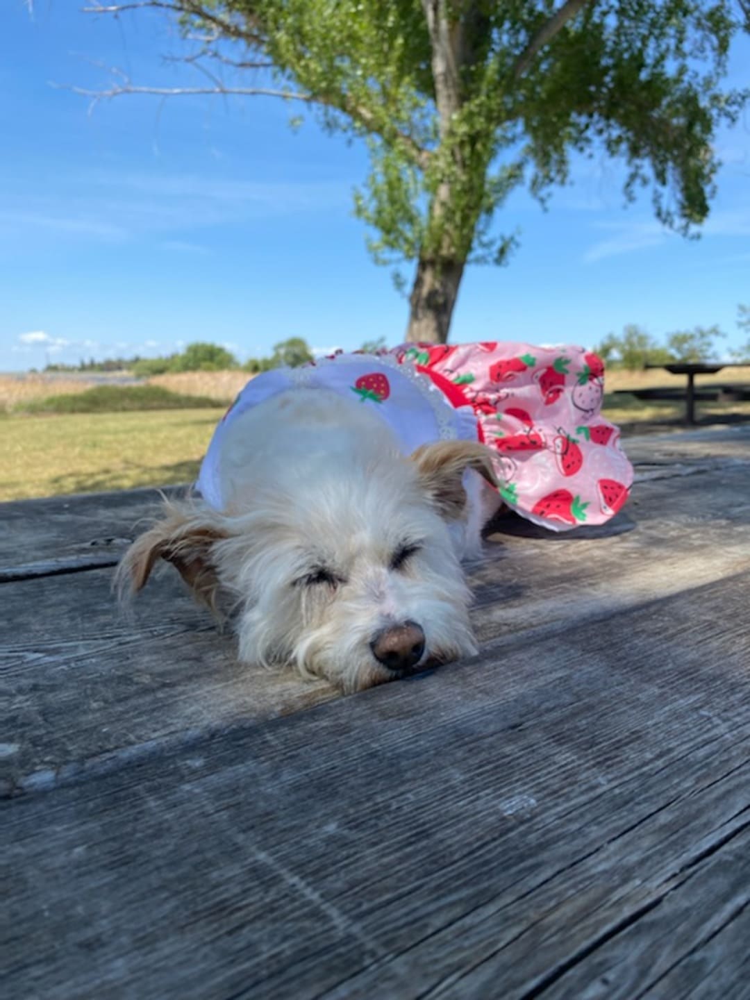 Strawberry Picnic Dog Dress with Matching Leash