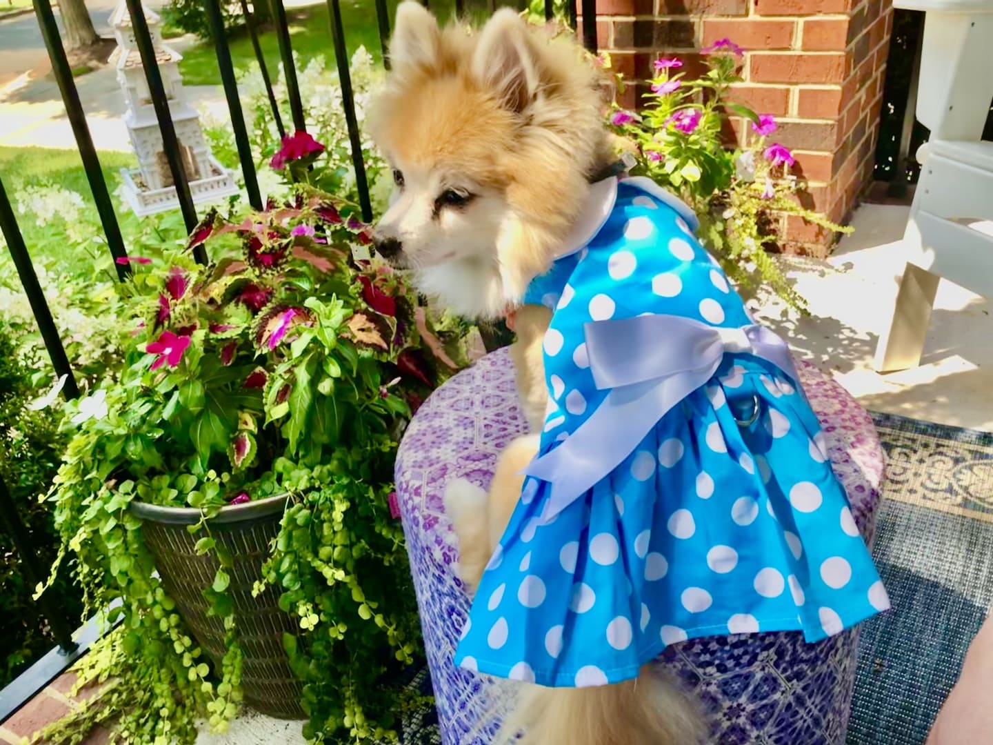 Blue Polka Dot Dog Dress with Matching Leash