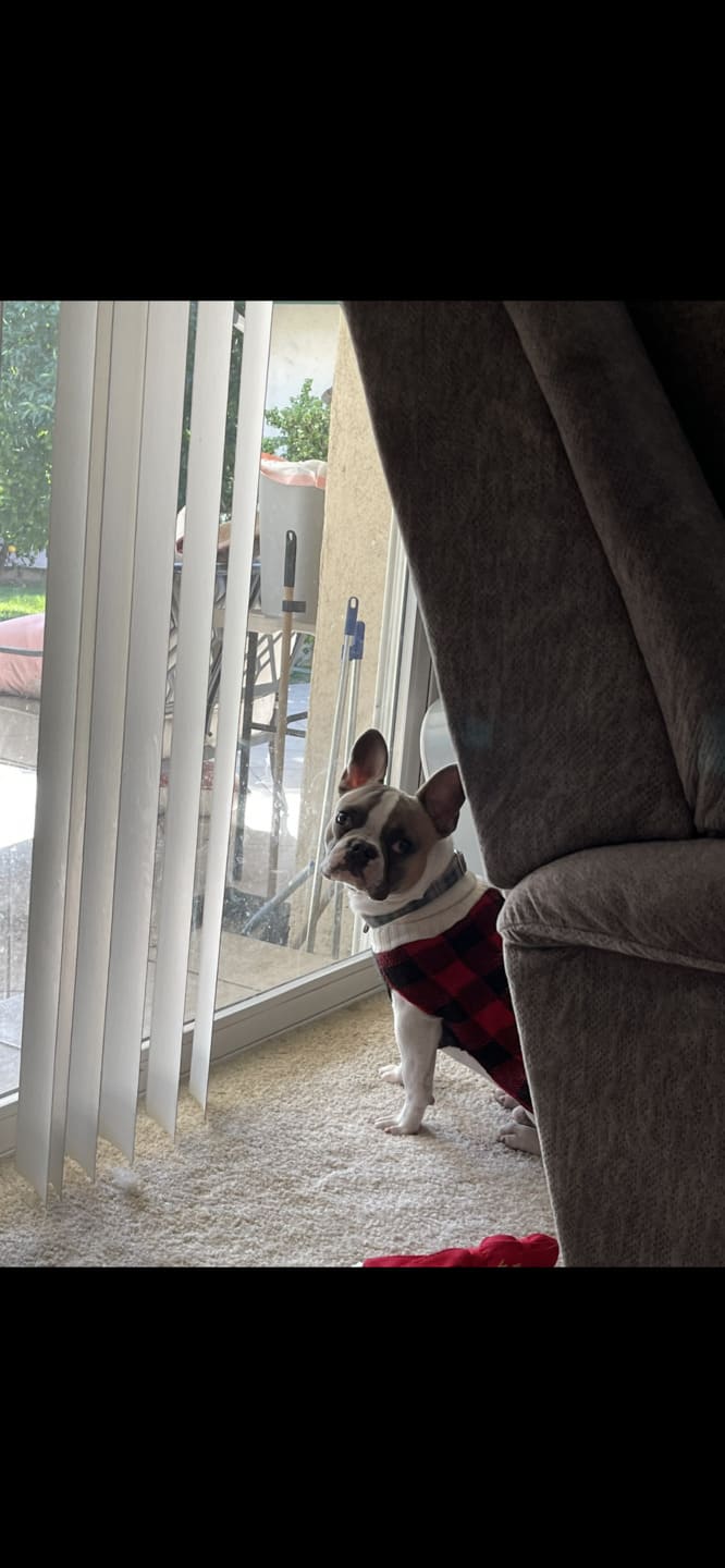 Red Plaid Dog Sweater