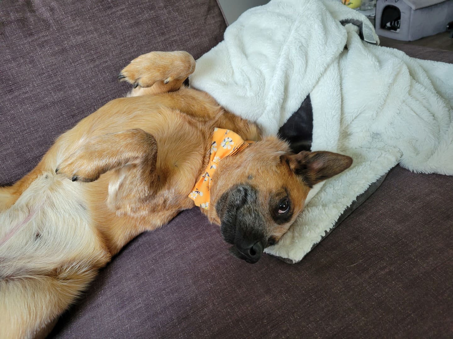 Apricot Daisy Dog Bow Tie Collar