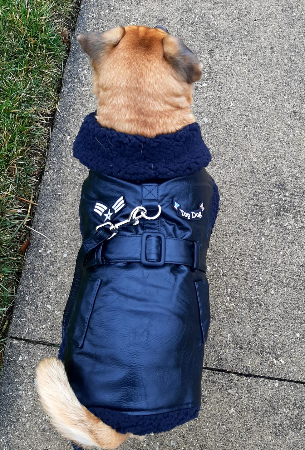 Top Dog Classic Bomber Dog Coat