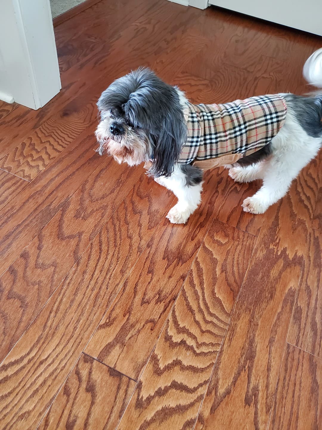 Guinevere Bisque Plaid Dog Coat