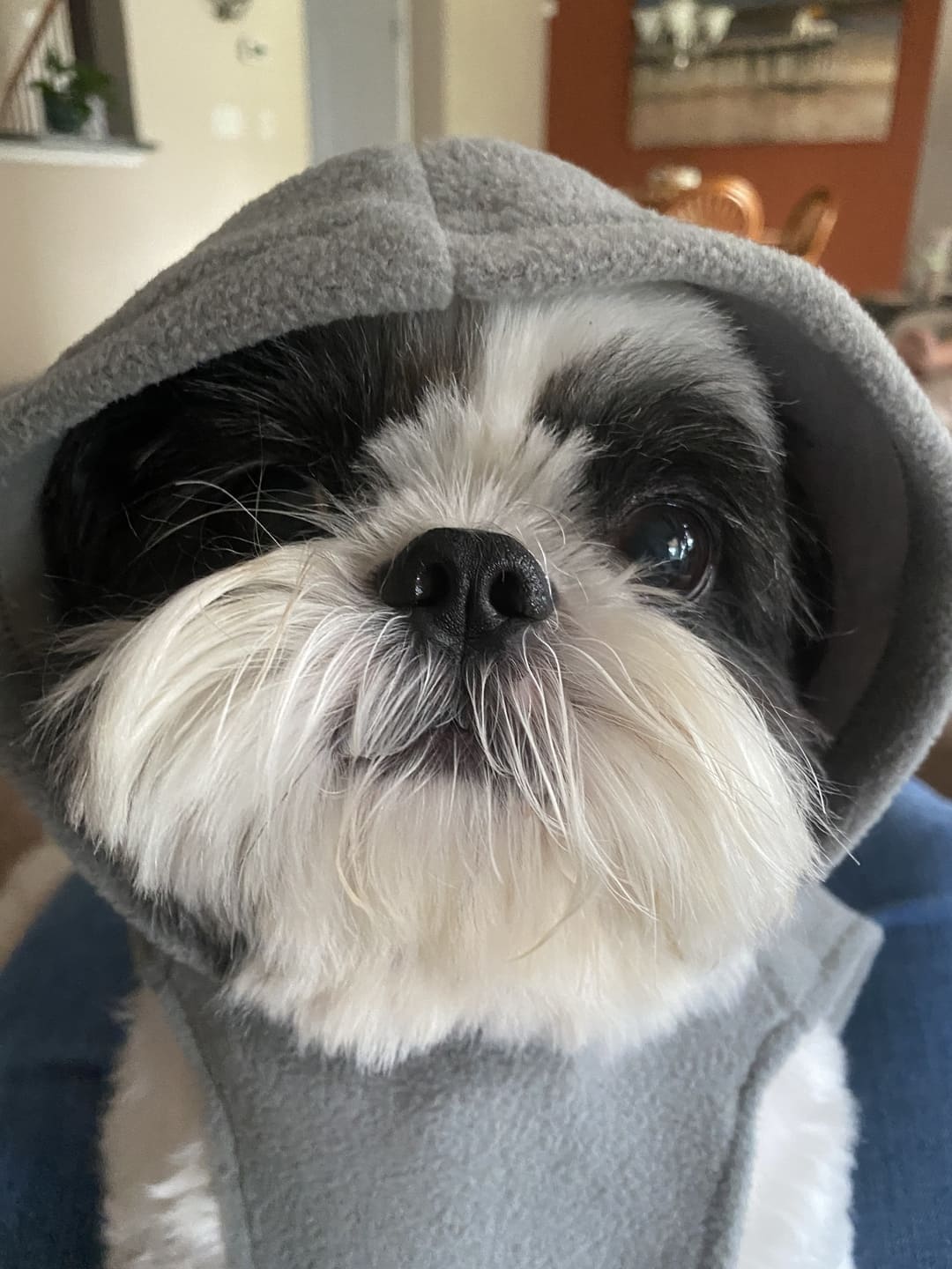 Dogonet Gray Fleece Dog Hoodie