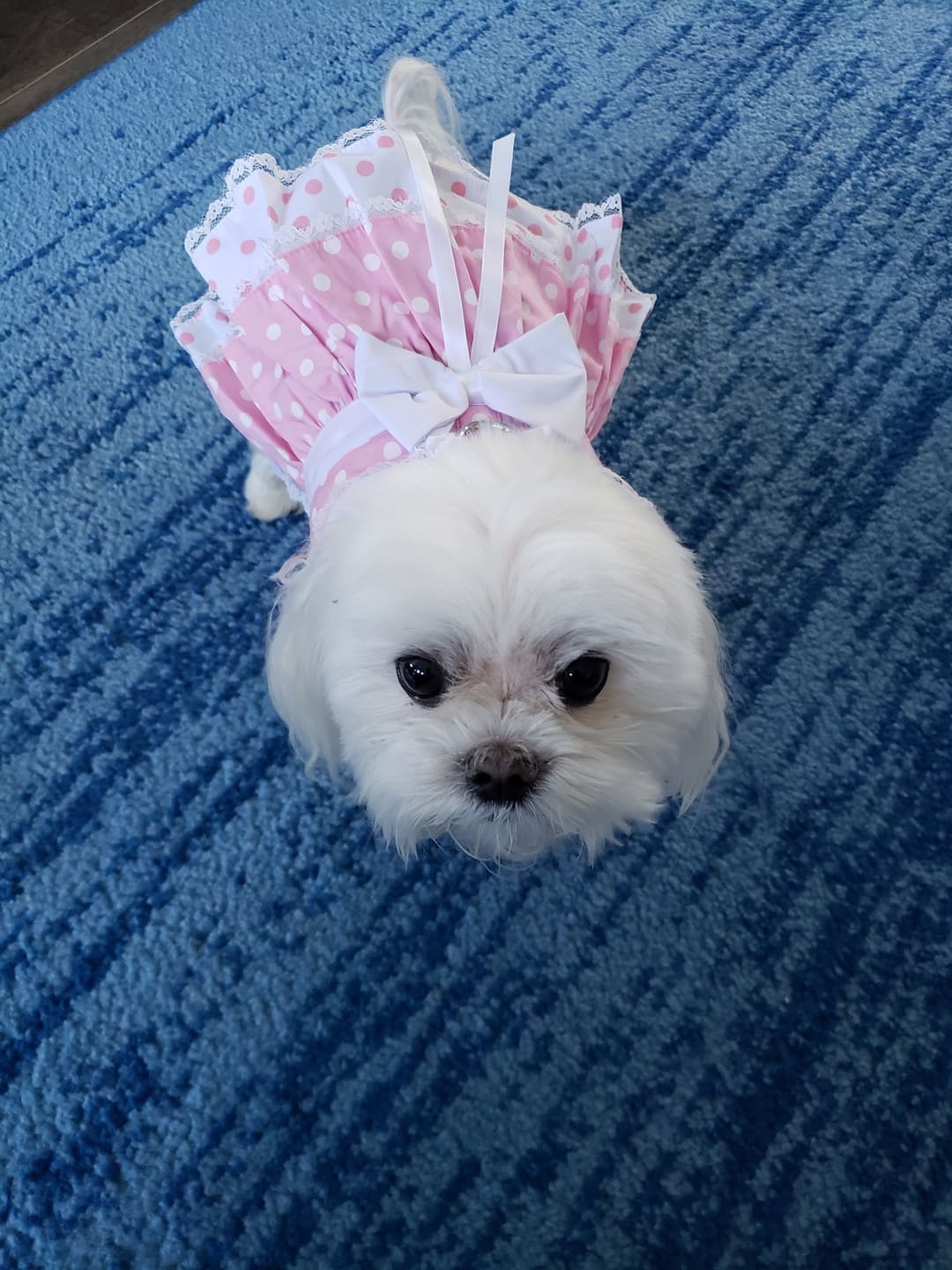 Pink Polka Dot and Lace Dog Dress with Matching Leash