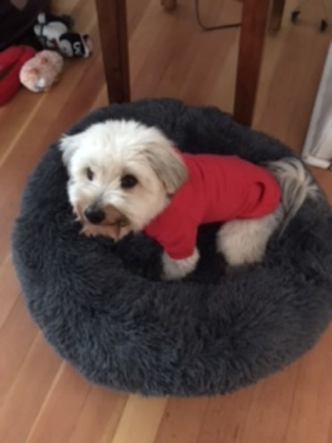 Dogonet Red Fleece Dog Hoodie