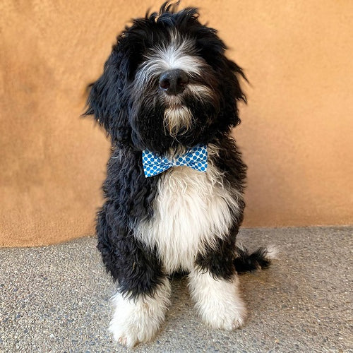 Dressing Your Dog: How to Be Stylish and Safe