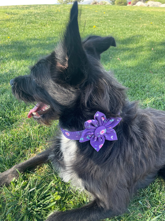 The Beauty and History of Floral Dog Collars