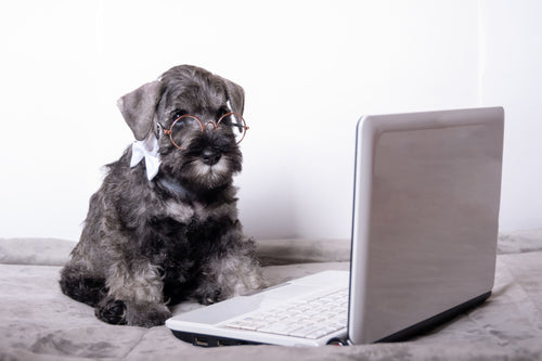 9 Life Lessons from My Four-Legged Friend