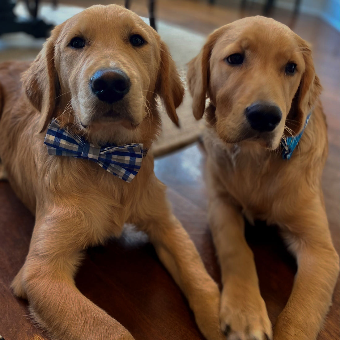 Two labs holding paws while wearing plaid bow tie collars.