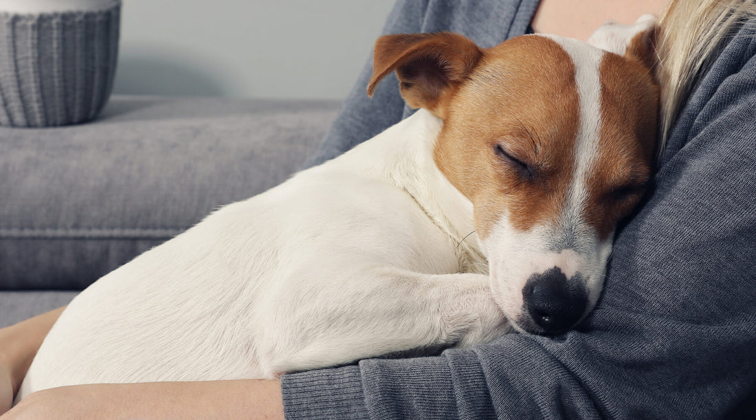 Do dogs like sleeping with their owners?