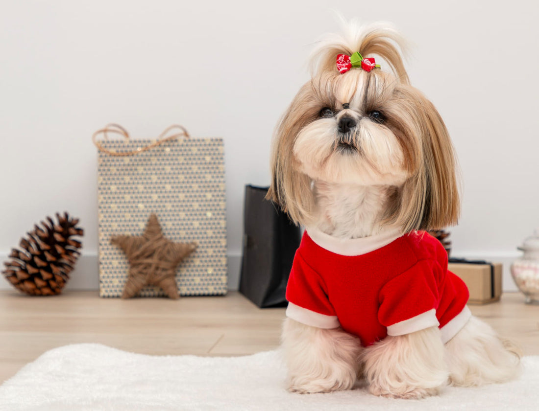 Festive and Adorable: A Guide to Choosing Xmas Outfits for Dogs
