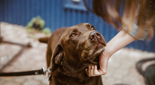 Did you know that there are several health benefits of having a dog?