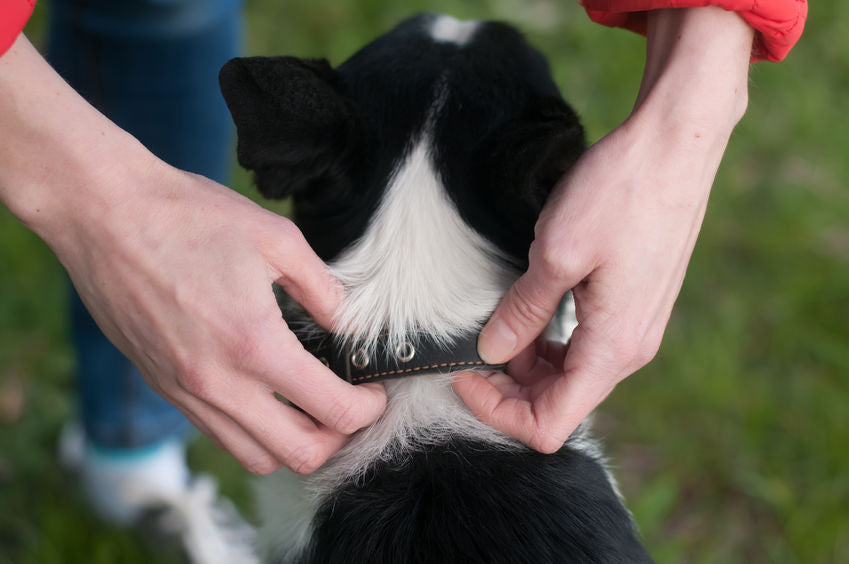 How Tight Should Dog Collar Be Collar Size Chart for Dogs Waggy Pups