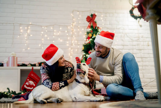 5 Steps to Having a Happy Healthy Holiday With Your Dog