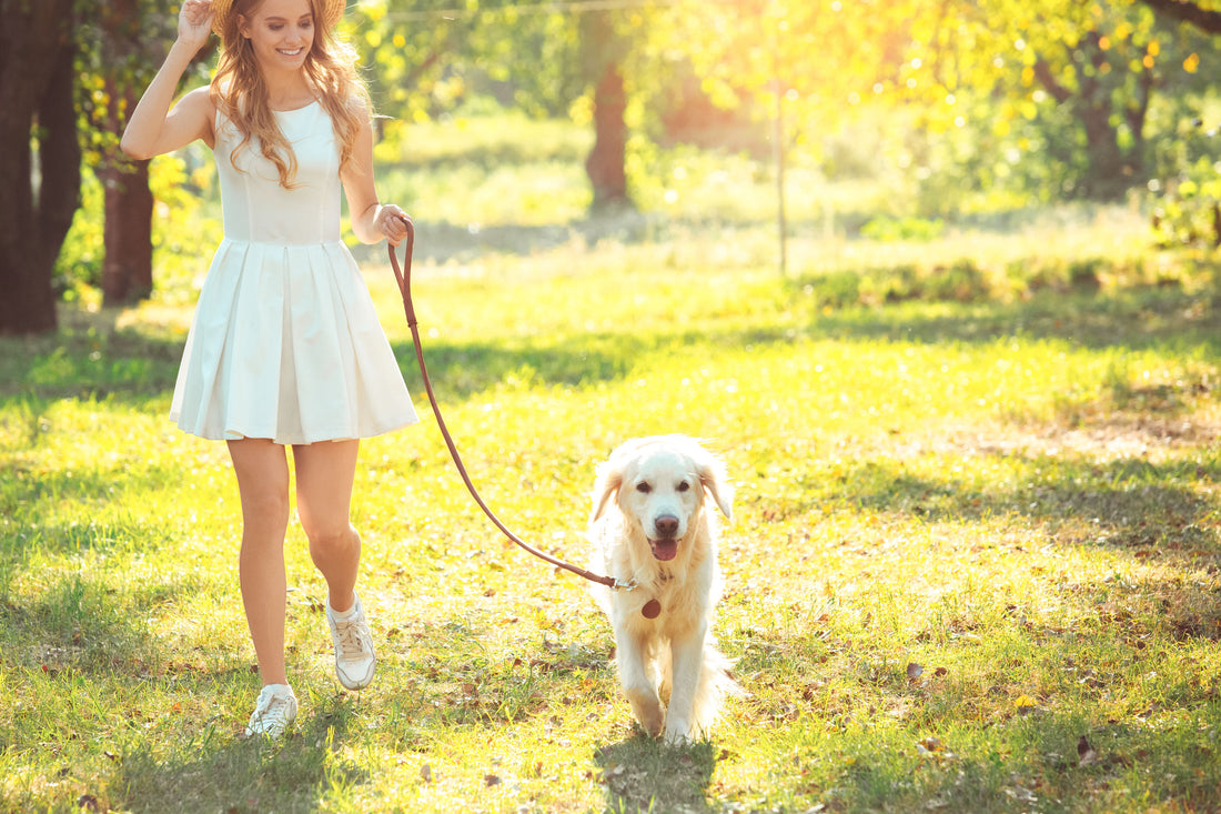 How to leash train a puppy.