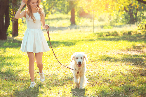 How to leash train a puppy.