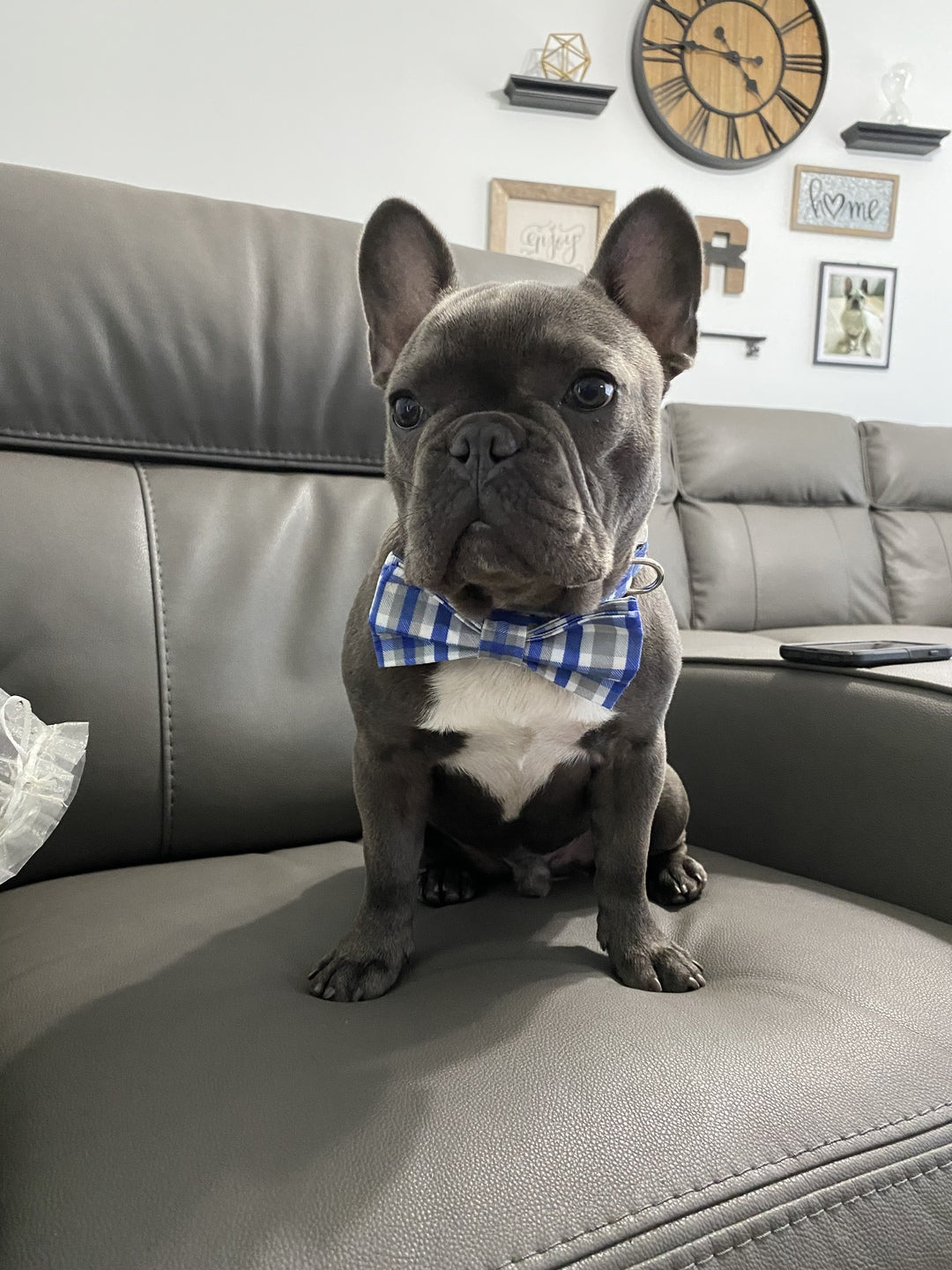 Dog Bow Ties for the Dapper Dog