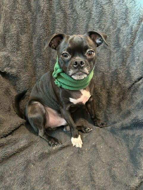 Dress To Impress: Dog Bow Ties And Stylish Attire For Your Best Friend