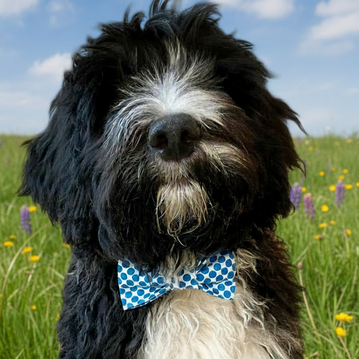 Dog wearing a blue bow tie in a field of flowers with a blue sky.