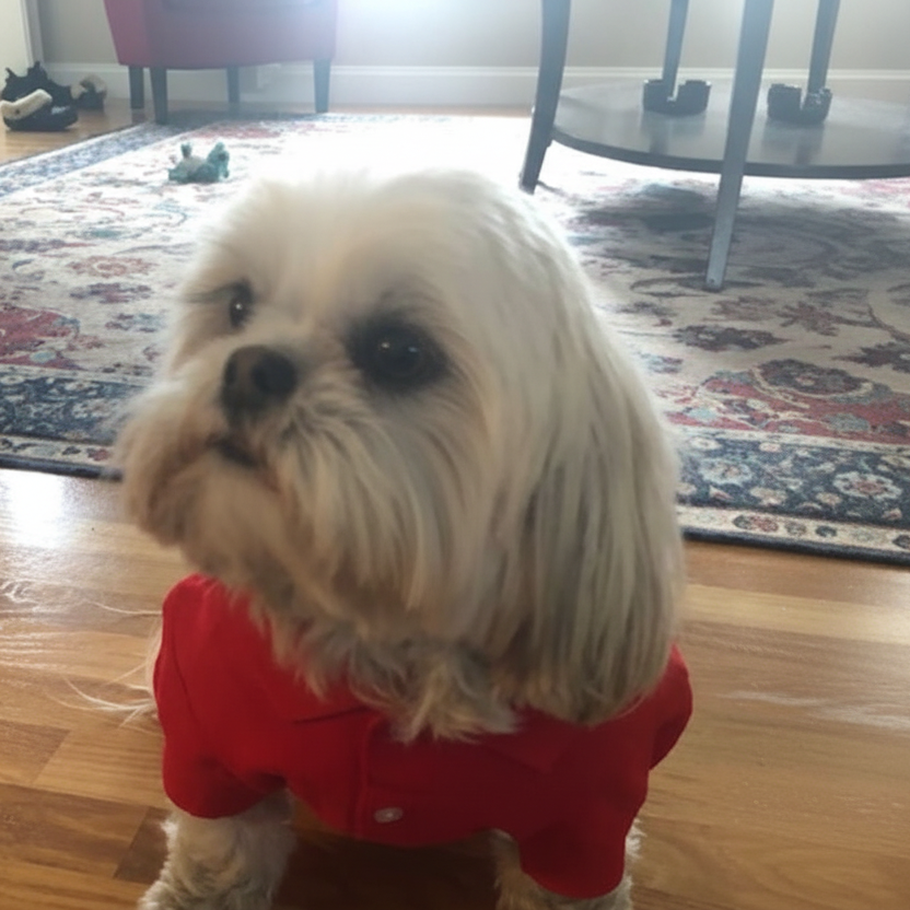 Small white dog wearing a red polo shirt on a wooden floor with a rug and chair in the background.