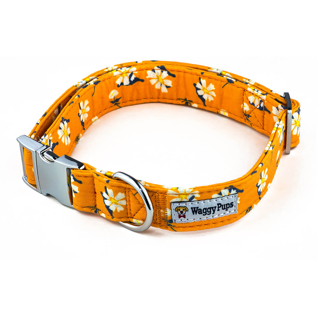 Apricot Daisy Dog Collar - Waggy Pups