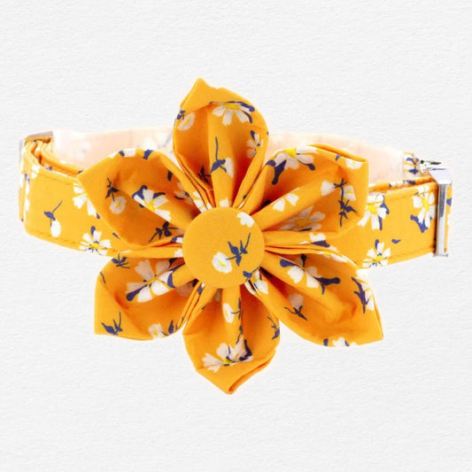 Apricot Daisy Dog Flower Collar