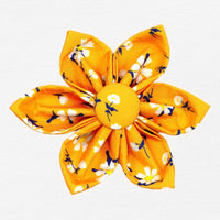 Thumbnail for Apricot Daisy Dog Flower