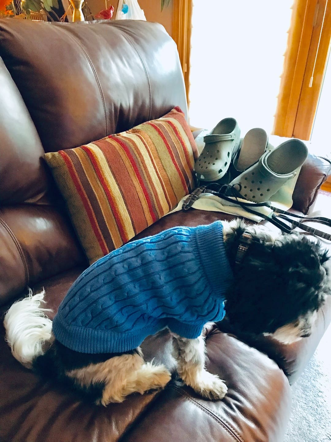 Riverside Blue Combed Cotton Cable Knit Dog Sweater