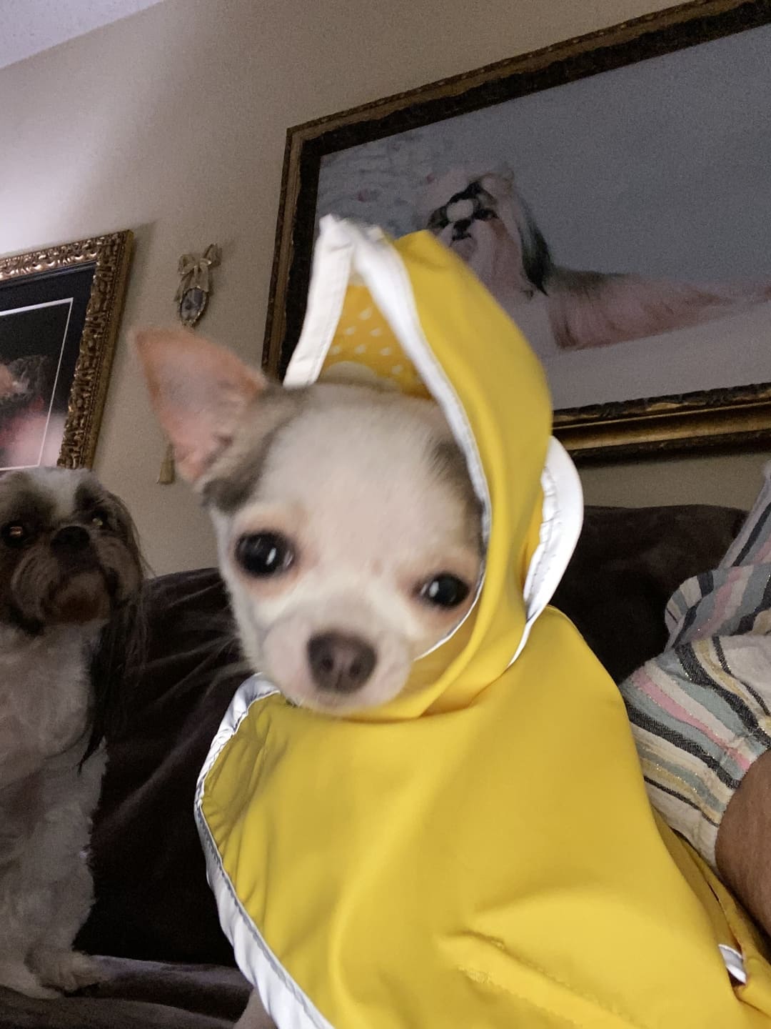 Yellow Clouds Reversible Pocket Dog Raincoat